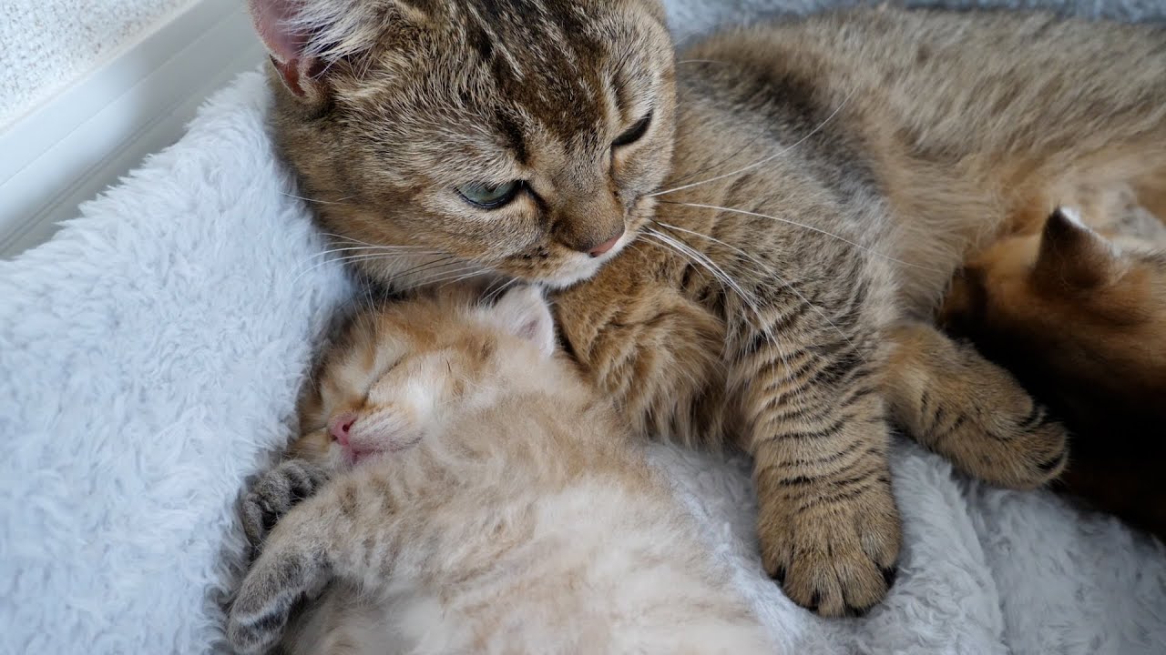 Mother cat Kiki may be the most affectionate cat in the world...