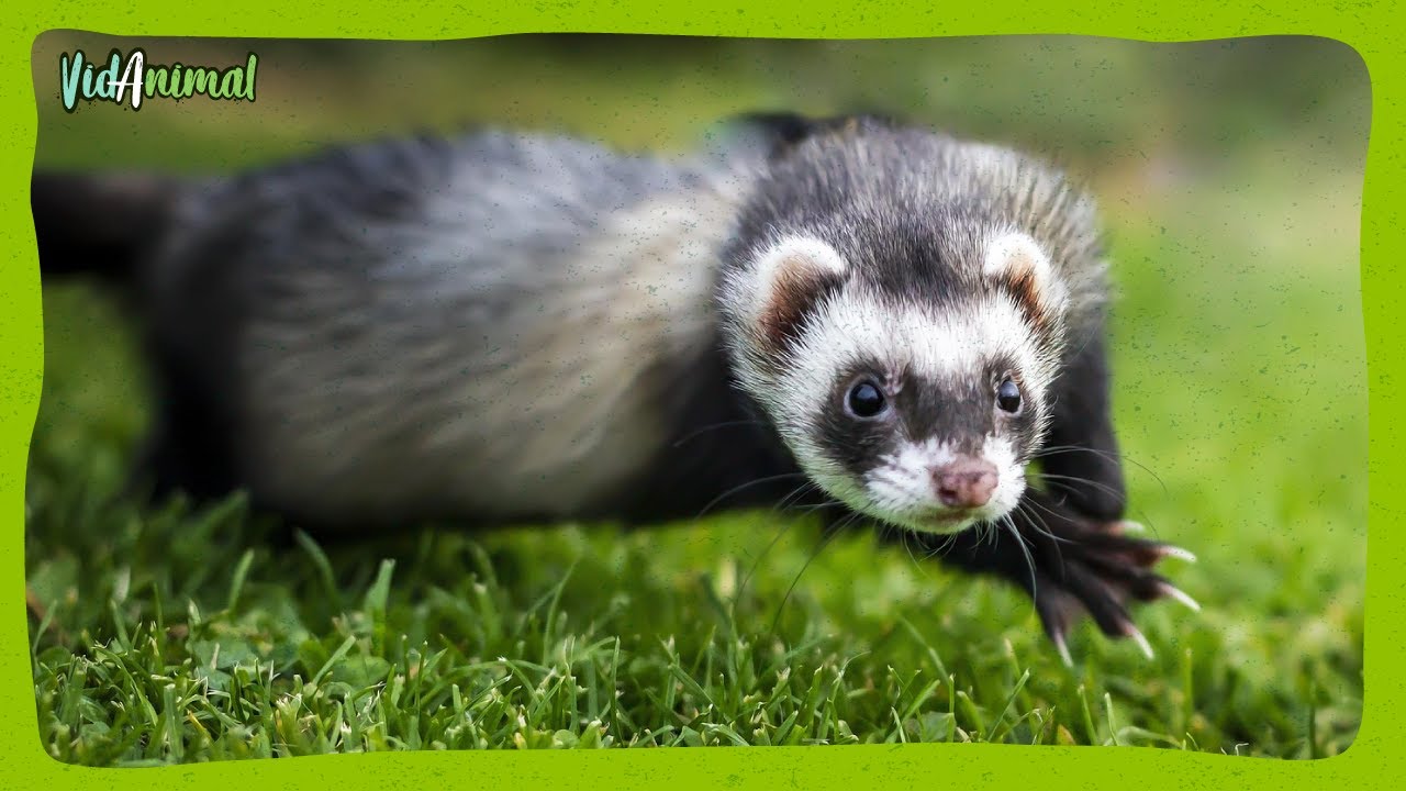 TODO SOBRE LOS HURONES:¿La mascota perfecta o un desastre con patas?