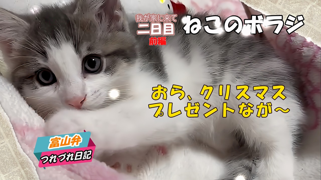 【ねこの日常を富山弁で紹介】　我が家にかわいい子猫がやってきた！【二日目・前編】