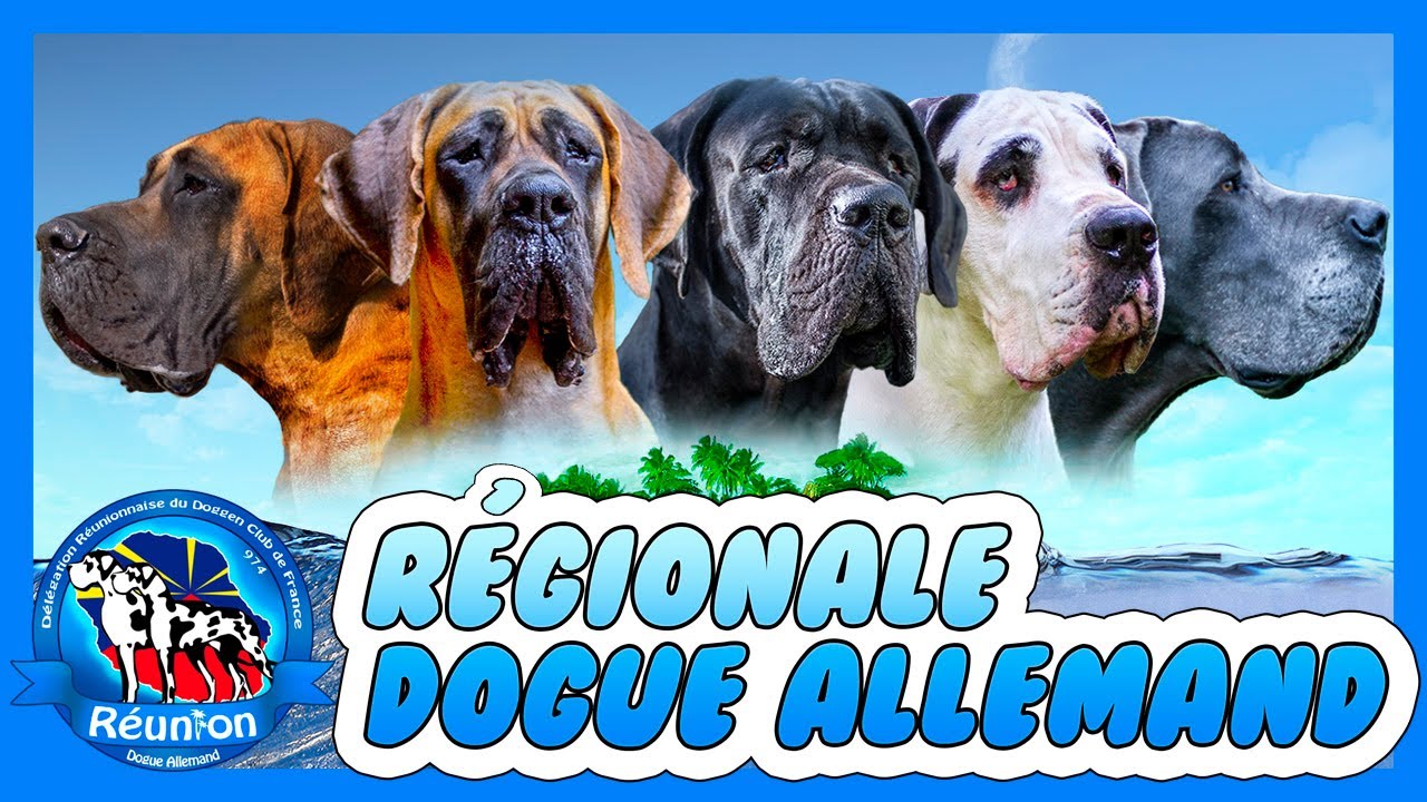 DRDCF : Régionale d'élevage du Dogue Allemand