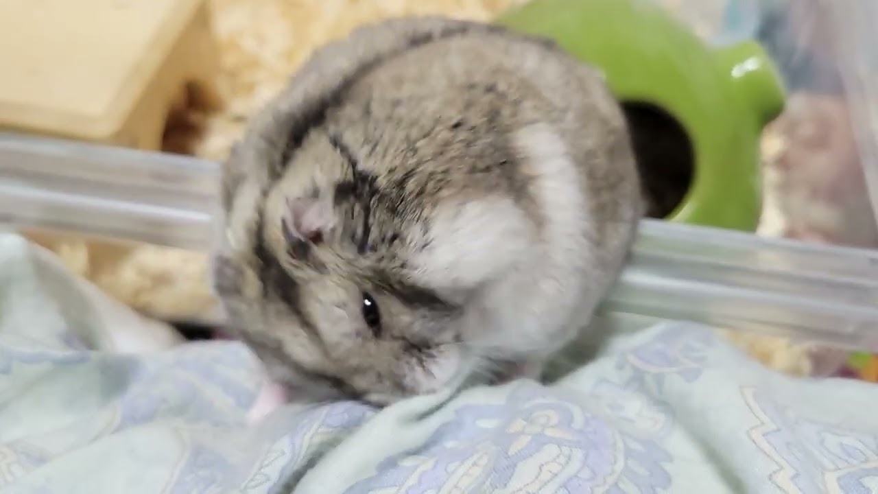お散歩？