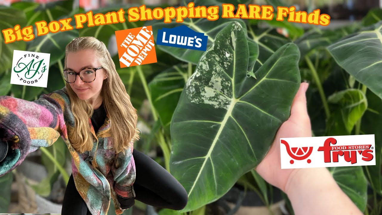 New RARE $9 Plants at Lowes & Home Depot 🪴🫣 Big Box Plant Shopping Finds 2025 🤑 PLANT HAUL!