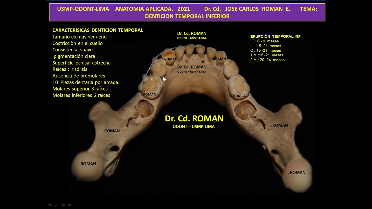 ANATOMIA DENTO - ALVEOLAR   DR.J.C.R.E.  USMP - ODONT