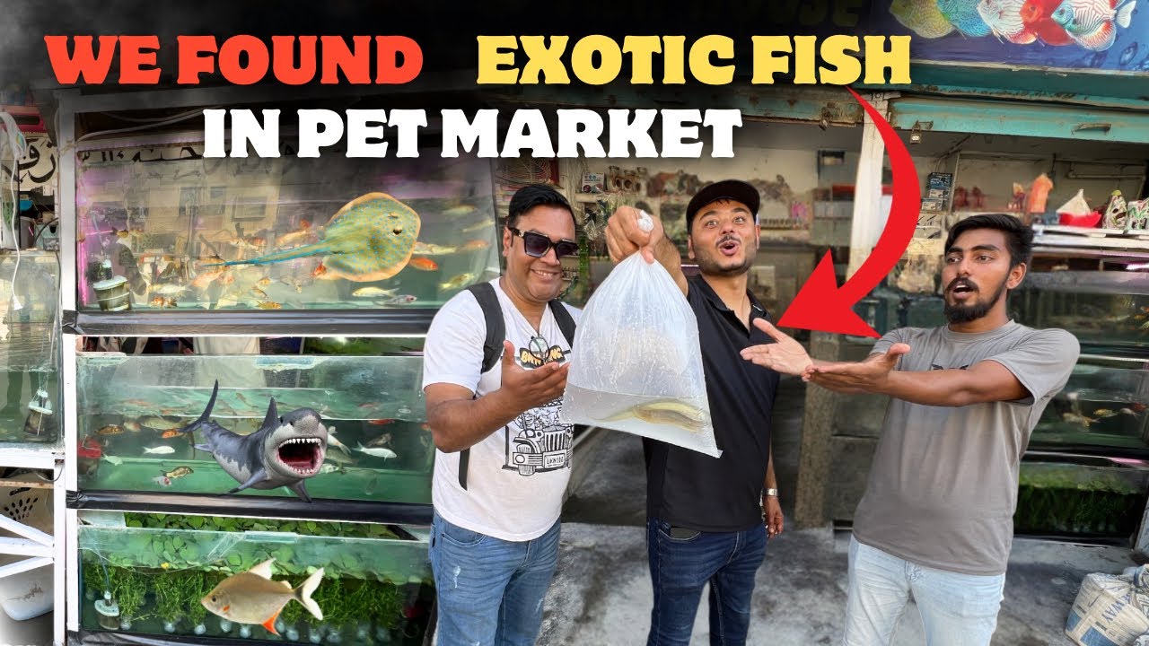 Exotic eel fish le ae hum Sunday pet market se 😍Lalukhait birds market