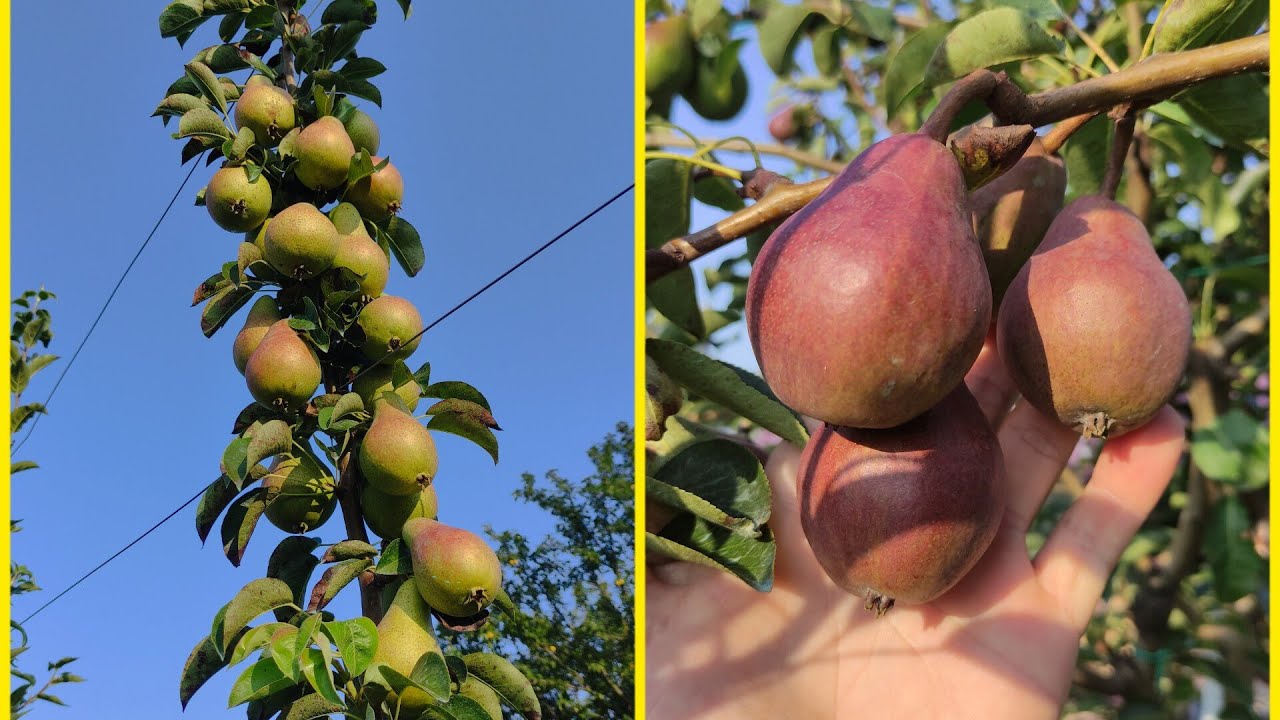 20 de soiuri de pere la prezentare ✅🍐😋