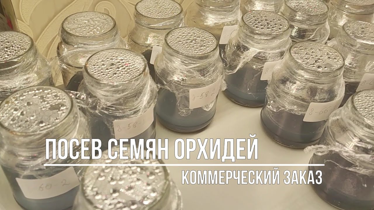 Посев семян орхидей на питательную среду