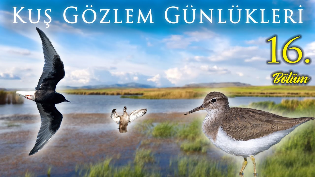 Konya Kozanlı ve Kulu Gölleri'nde Kuş Gözlemi | Kuş Gözlem Günlükleri 16