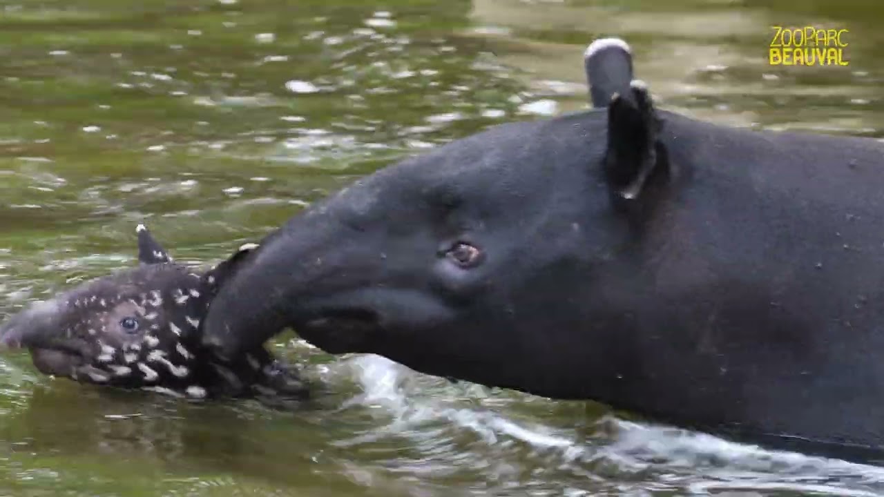 Première sortie pour Jaya, bébé tapir malais