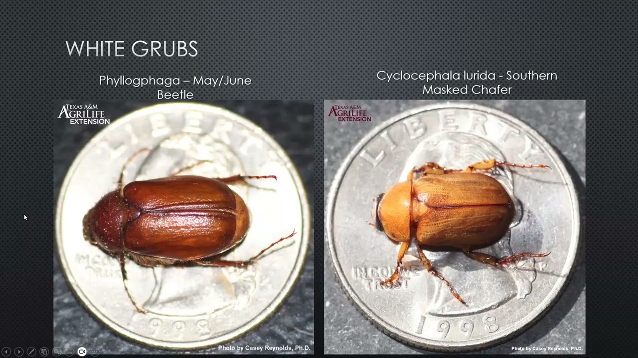 Lawn Pests
