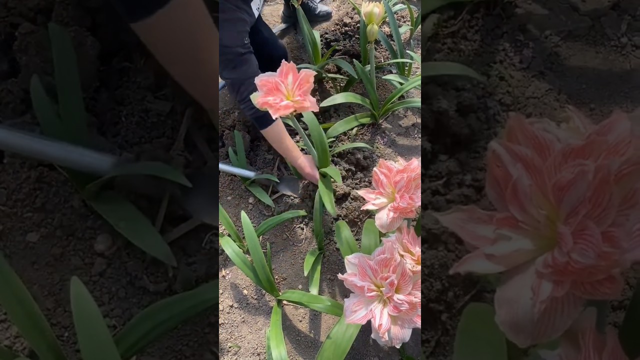 Beautiful Amaryllis Flowers What Color You Prefer? #garden #gardening #flower