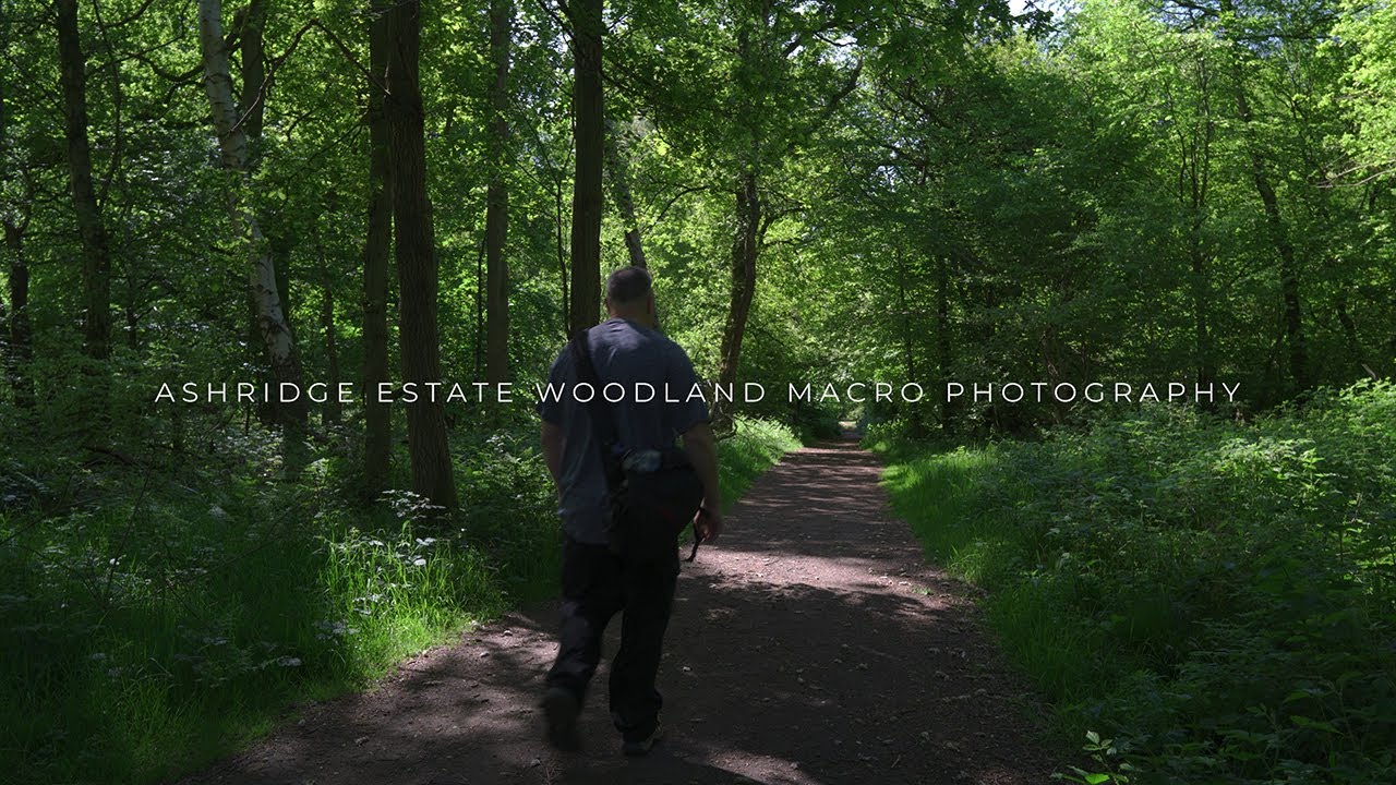 Ashridge Estate woodland macro photography
