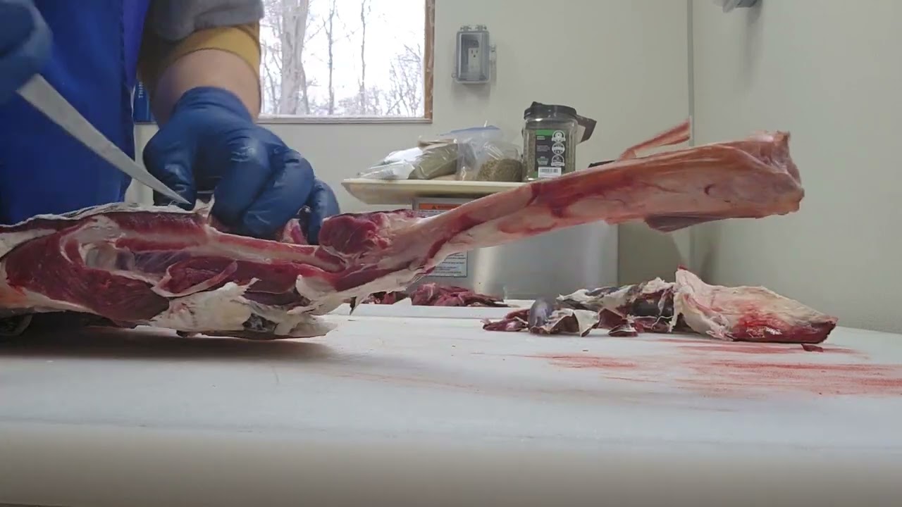 Deboning the front leg of a deer