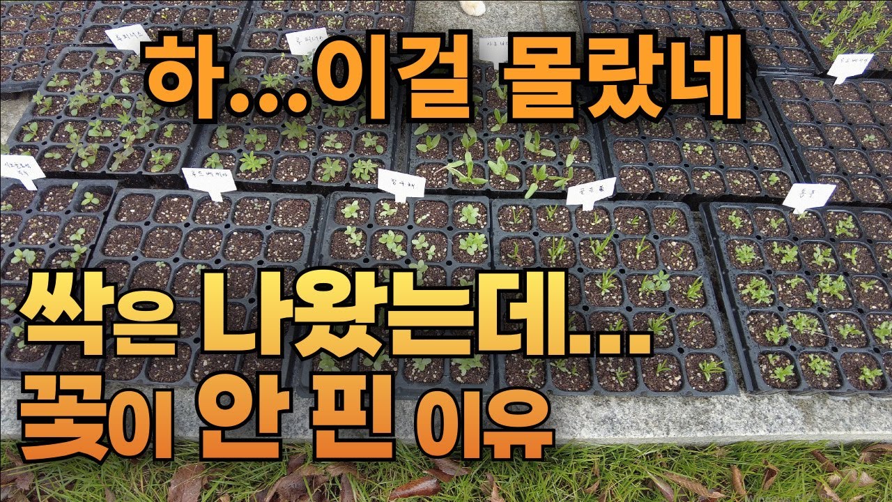 씨앗 파종 후 꽃이 피지 않았다면 꼭 보세요