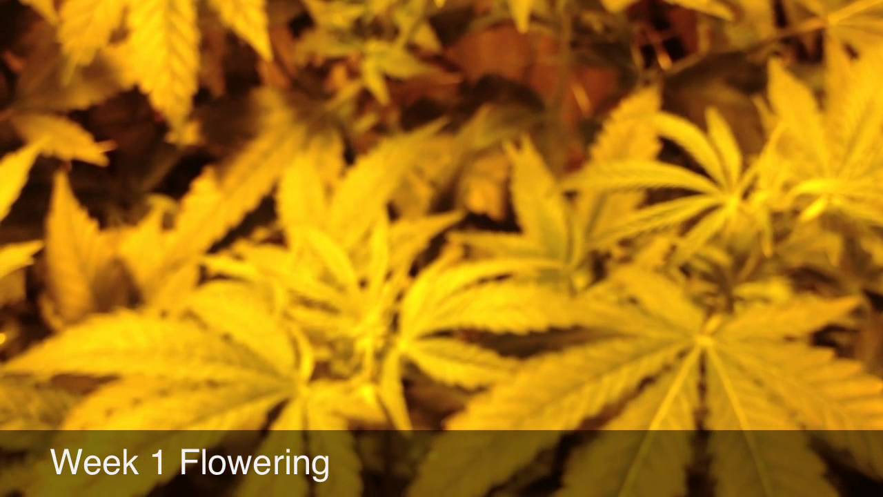 Pineapple Express and Rambo SCROG, pH Perfect Flowering Week 1