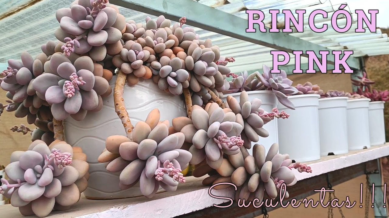 Un rincón suculento PINK #graptopetalum #pachyphytum #suculentas