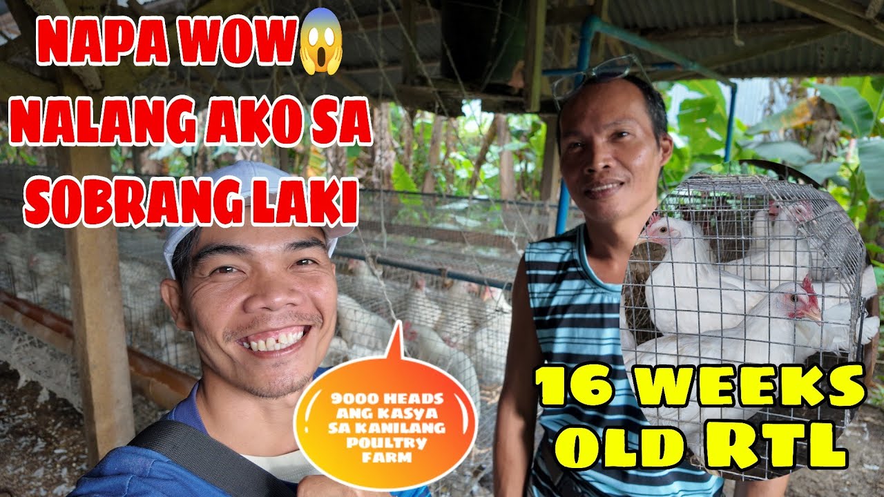 SOBRANG LAKI NG POULTRY FARM|| 9000 HEADS NA EGG LAYER CHICKENS😱