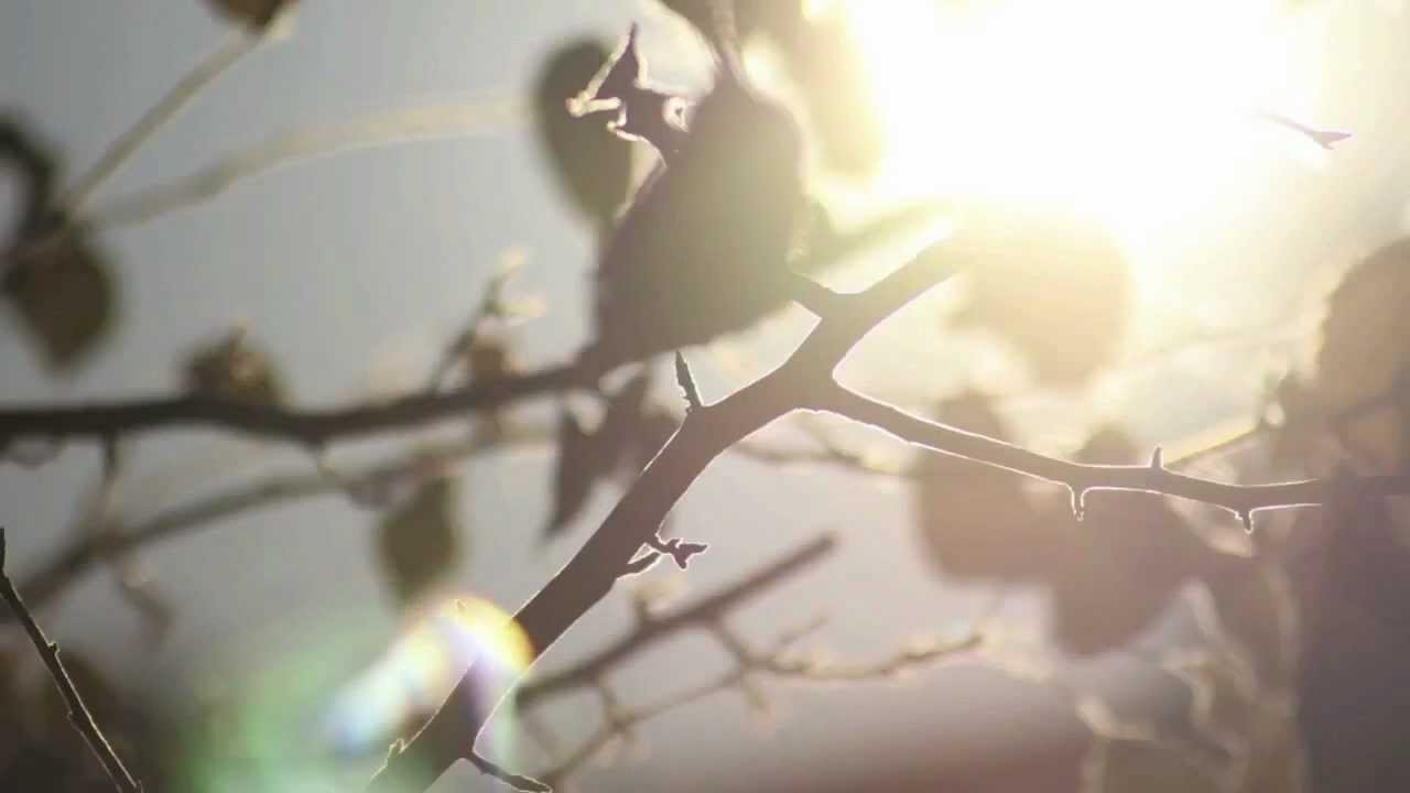 Chuck D. Feat. Ambersunshower - War (HD)