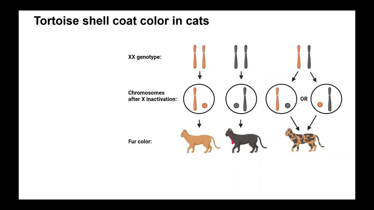B1HN Chromosomes and Karyotypes