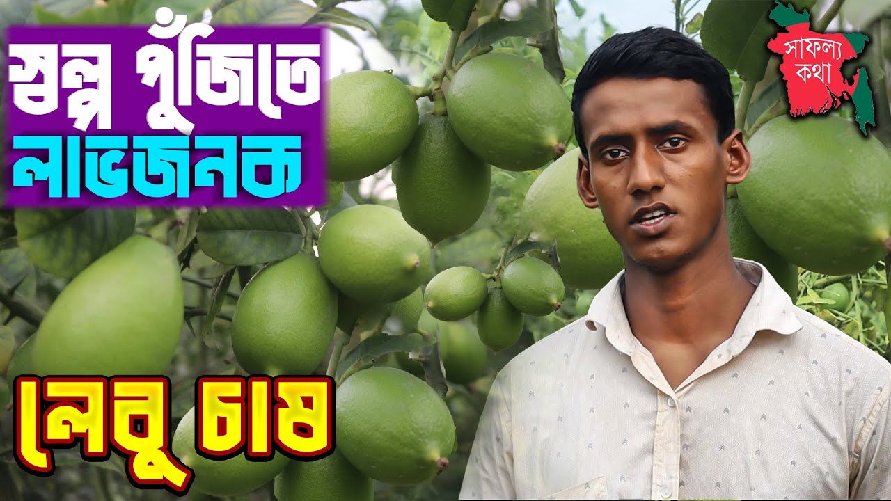 তুলনামুলক স্বল্প পুঁজিতে লাভজনক হচ্ছে লেবু চাষ | বীজ বিহীন লেবু চাষ পদ্ধতি | Seedless Lemon Farming