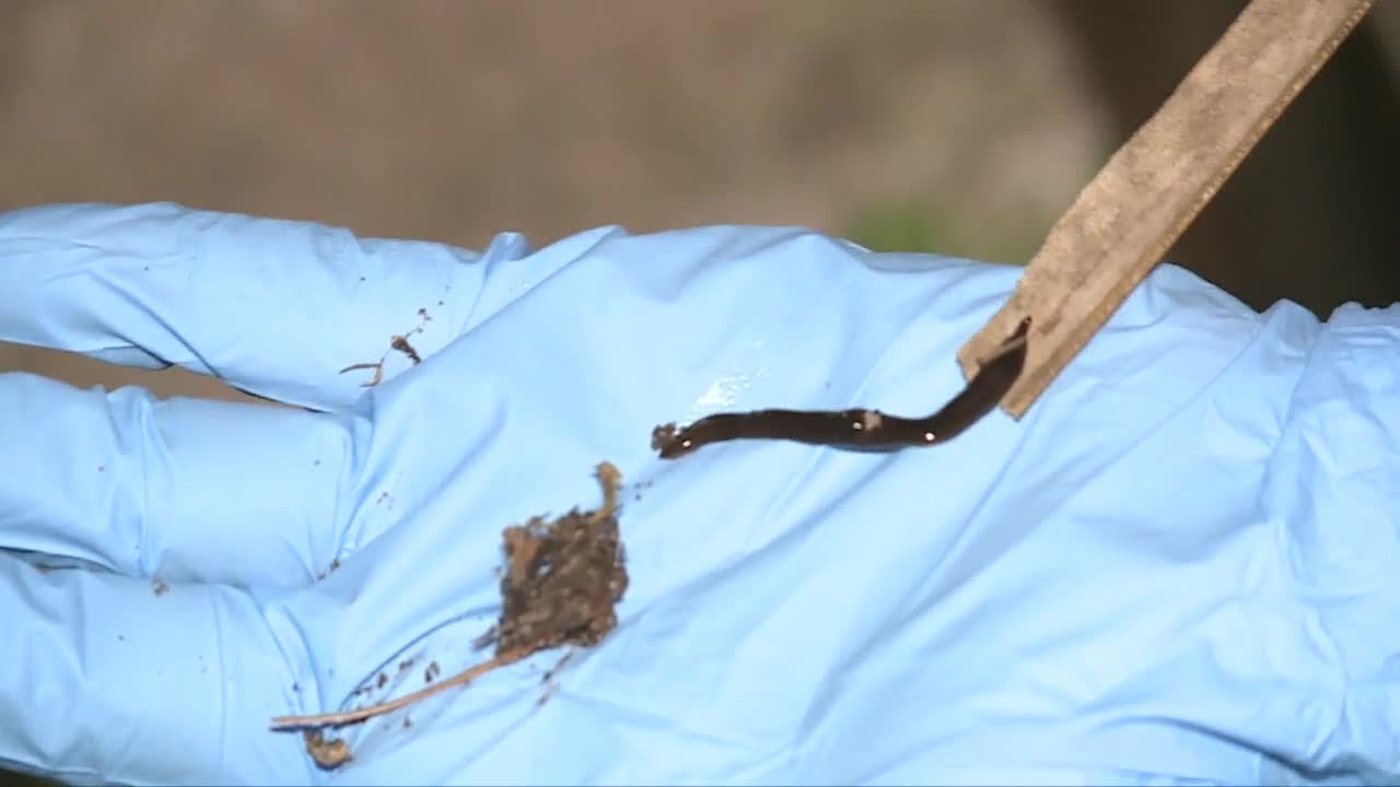Invasive, toxic flatworms now found in most Florida counties