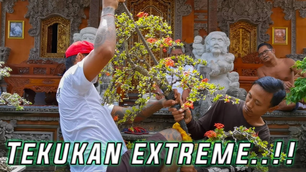 RESTORASI BONSAI ASOKA.
