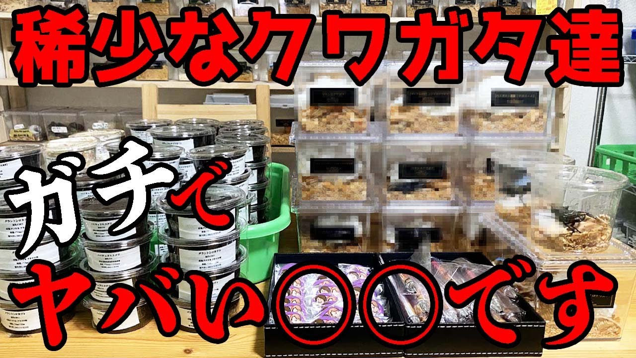 昆虫イベント即売会の【販売リスト入手】希少なクワカブ達が大量に出店されます