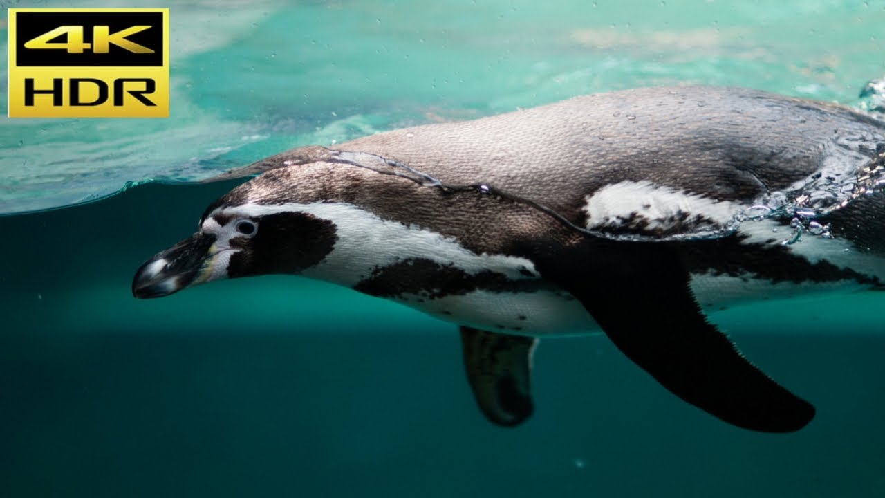 ||AMAZING WILDLIFE video with RELAXING music ||4K PENGUINS VIDEOS||4K HDR||