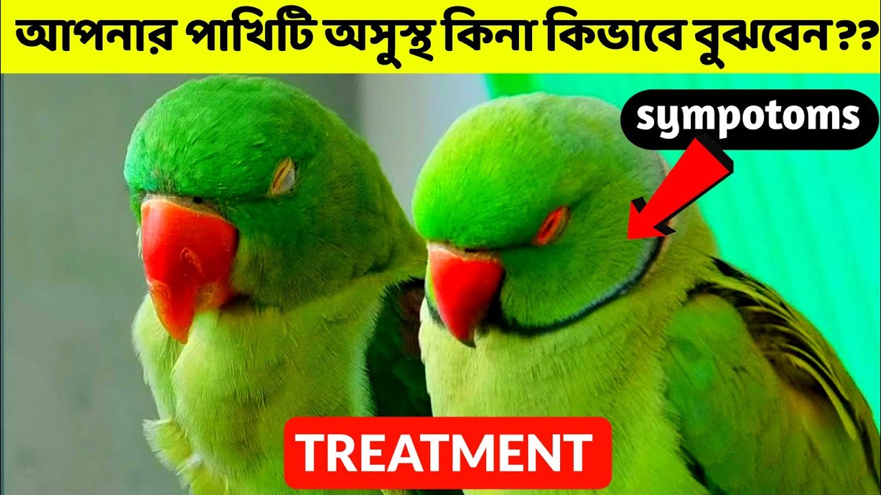 আপনার টিয়া পাখি মারা যেতে পারে😭 || এই রোগের হাত থেকে বাঁচুন🫵