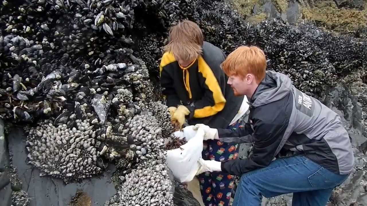 Gooseneck Barnacle harvest