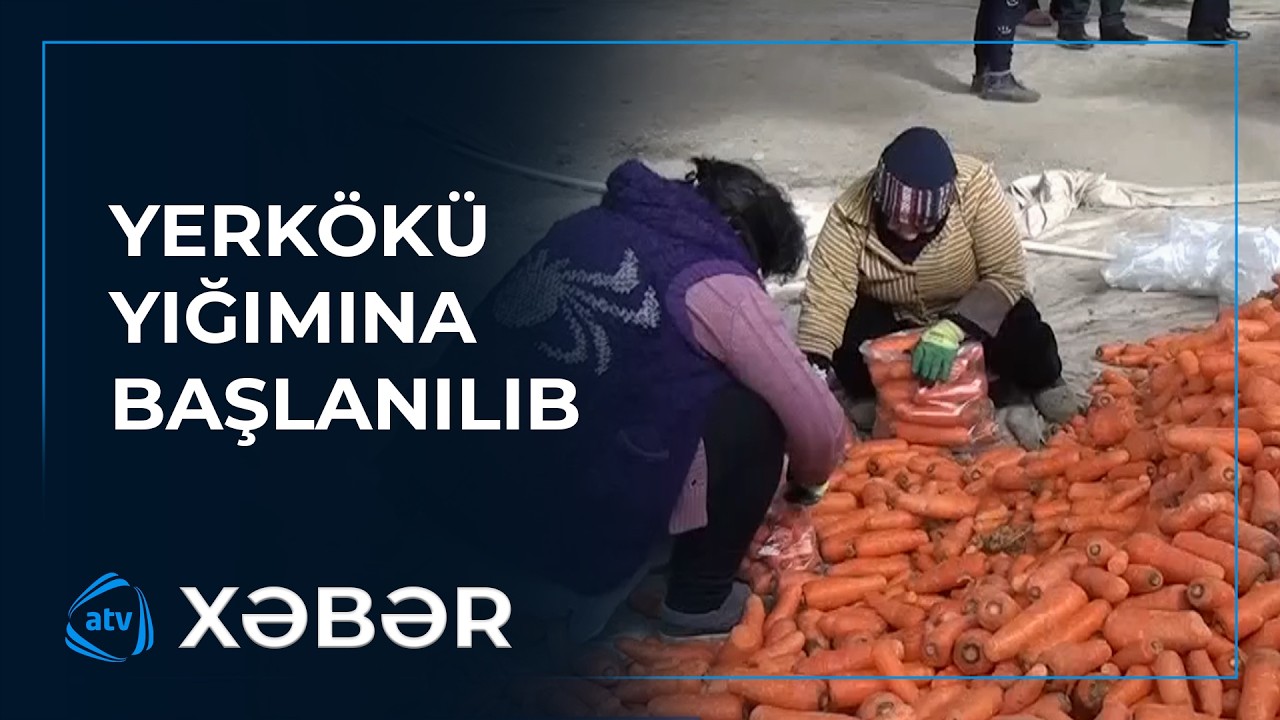 Məhsuldarlıq yüksək olsa da, aşağı qiymət və alıcı qıtlığı fermerləri narahat edir