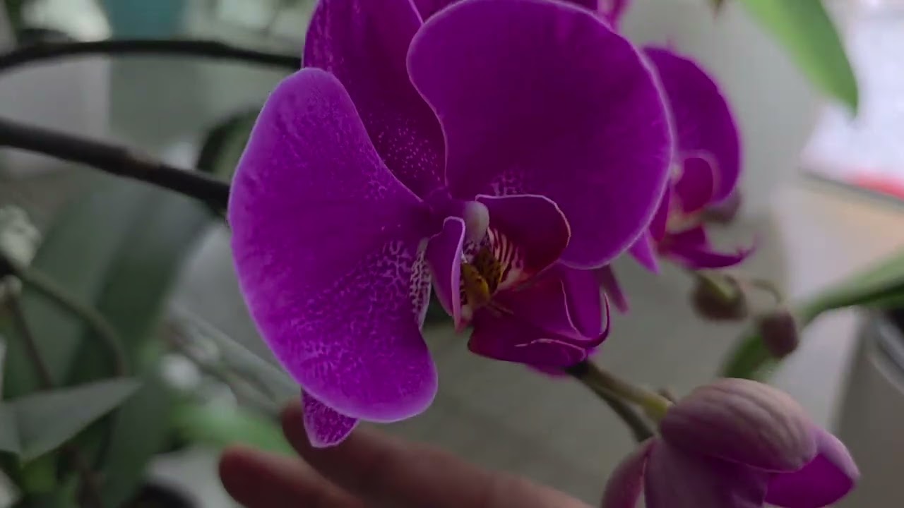 ORCHIDS BLOOM  1/2026 UPDATES❣️