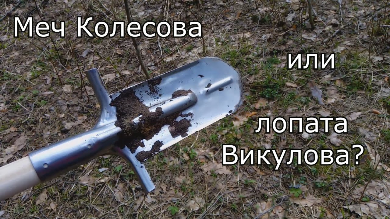 Рассаживание сеянцев кедра сибирского.
