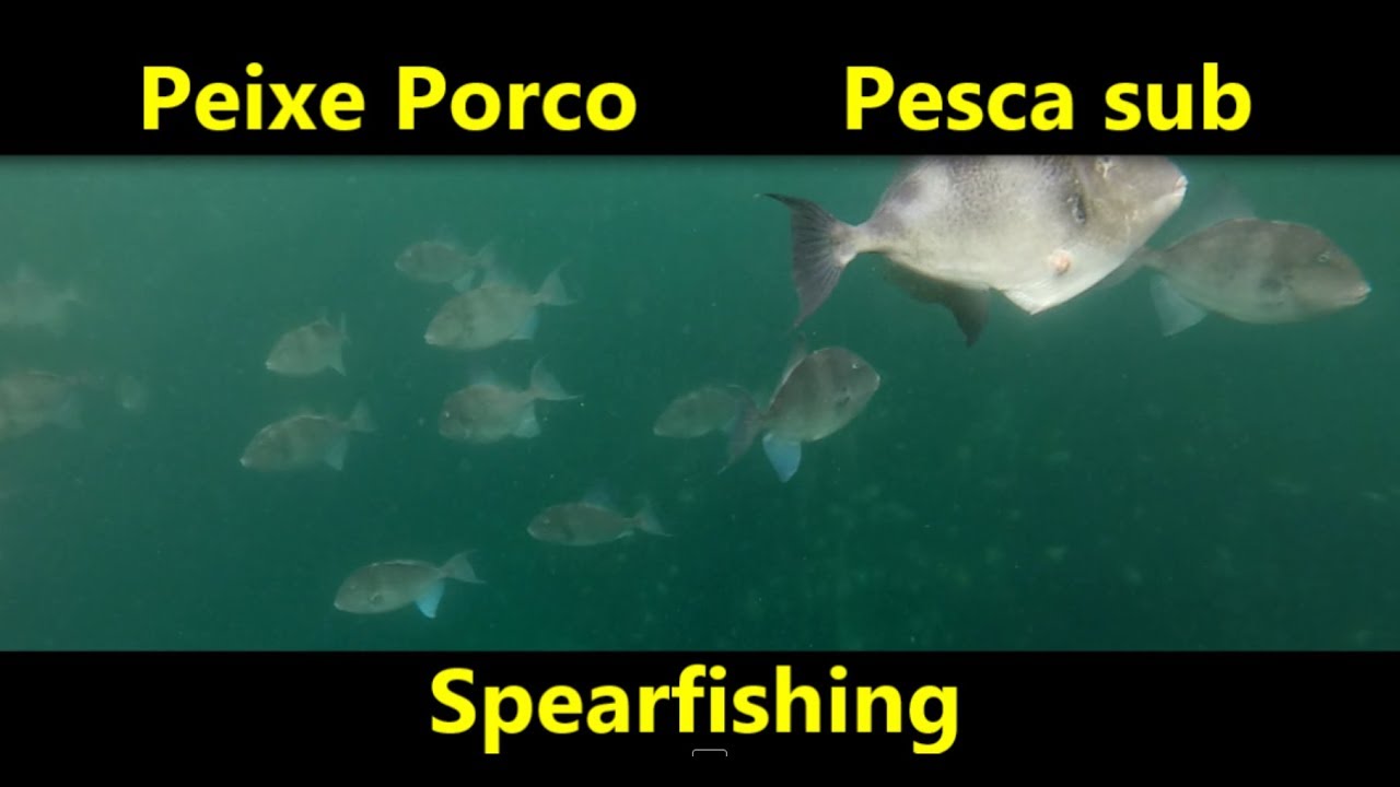 Peixe Porco  como pescar   Pesca Subacquea - Spearfishing - Pesca Submarina - Chasse Sous Marine