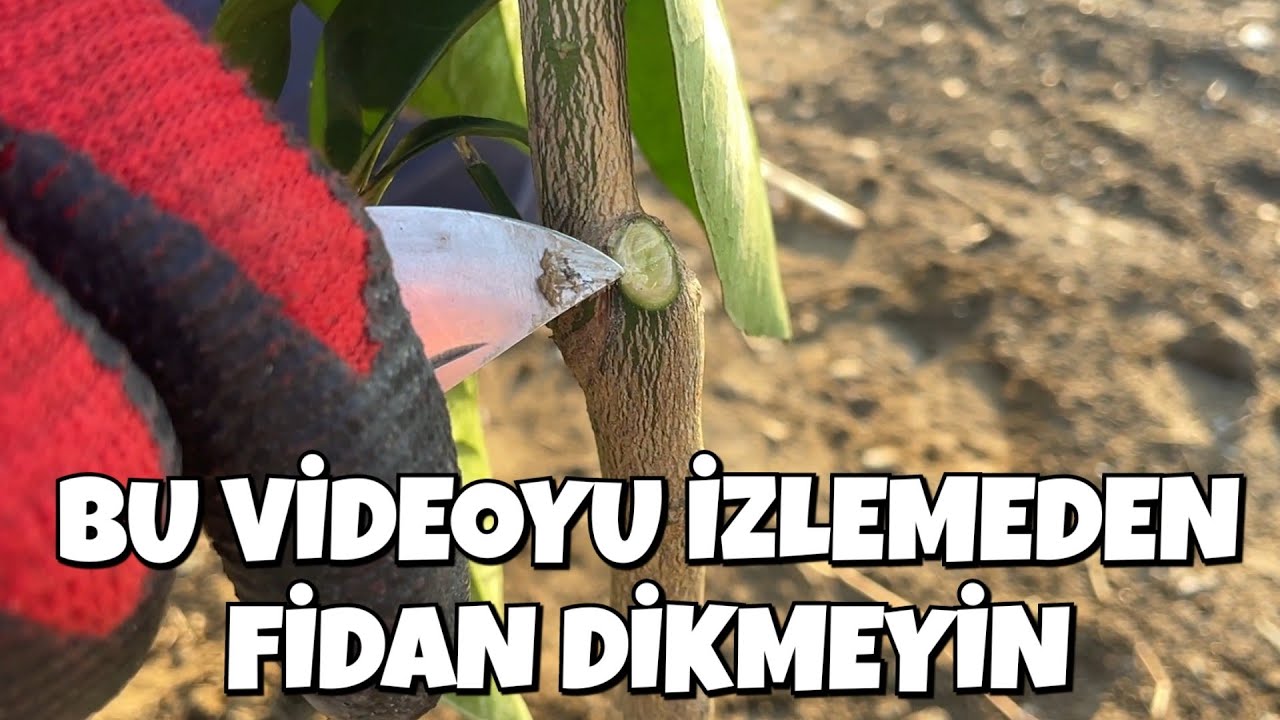 Fidan Dikmenin Tüm Püf Noktaları