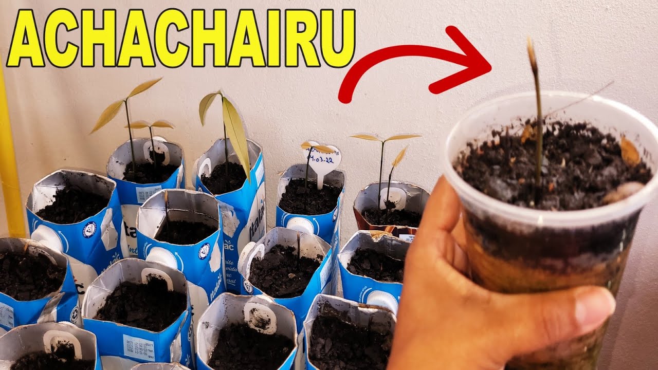 💛 #ACHACHAIRU Quanto Tempo as SEMENTES Leva Para NASCER ?? CONFIRA AQUI! #FRUTASEXÓTICAS #FRUITS 👀🌱