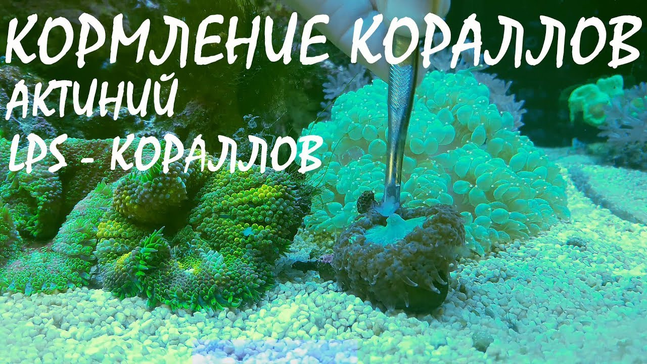 Кормление кораллов.  Актиний. LPS.