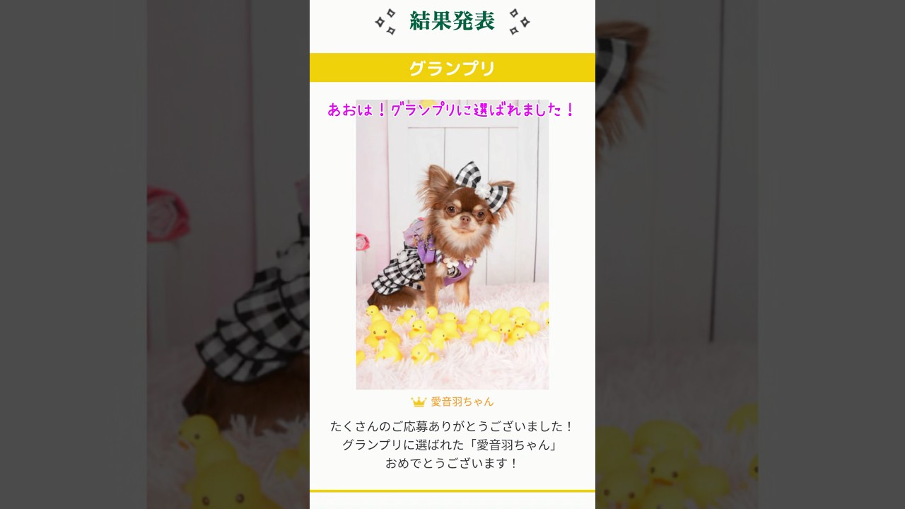 【ご報告】ポスターモデルオーディションでグランプリ獲得💕#shorts #チワワ#モデル
