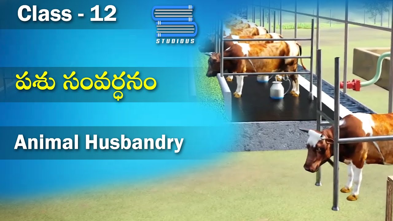 పశు సంవర్ధనం – Animal Husbandry | Food Production | Biology Telugu | Class 12 Bipc 2nd year