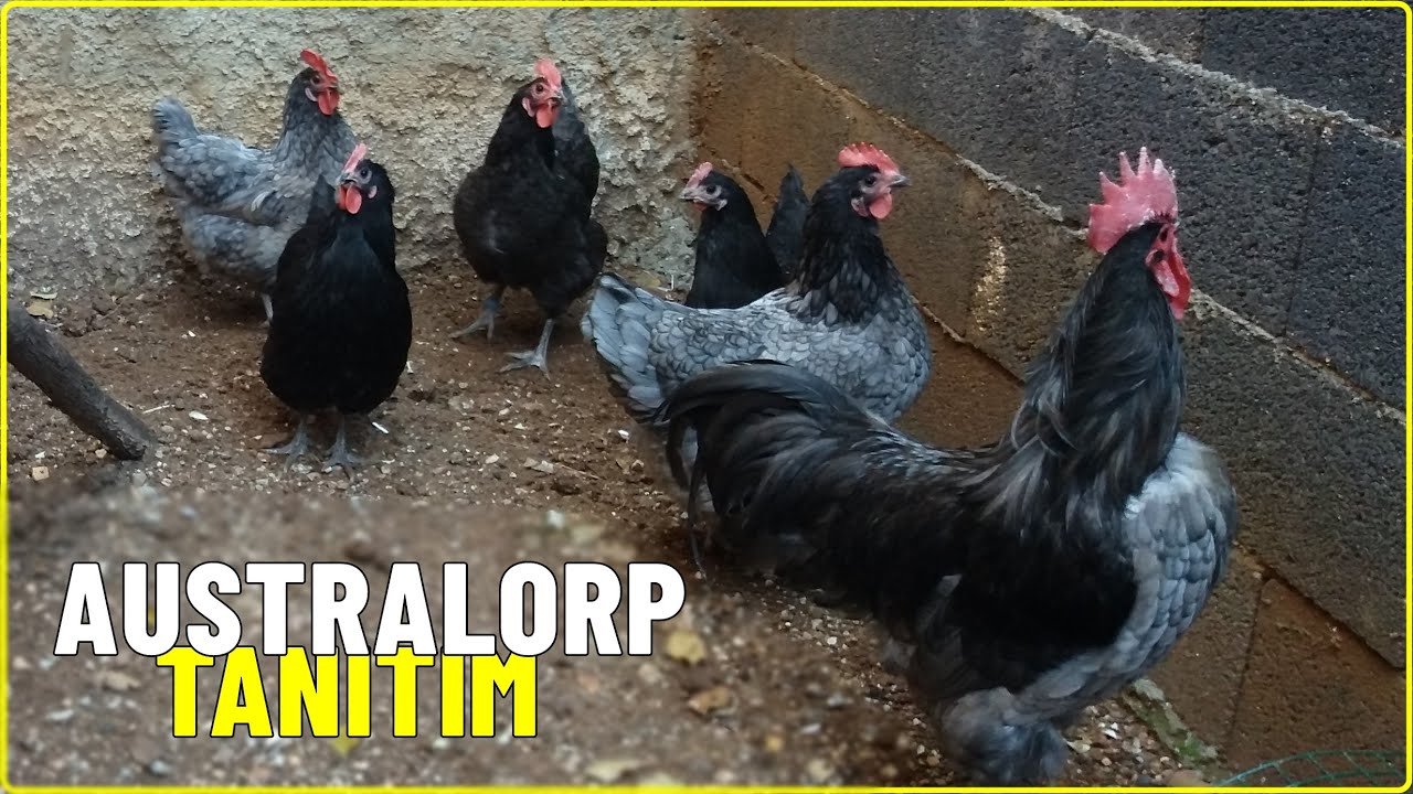 AUSTRALORP TAVUĞU VİDEOSU - &Ouml;zellikleri