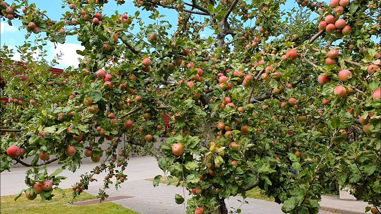 Fruit picking | summer time in Linköping, Sweden