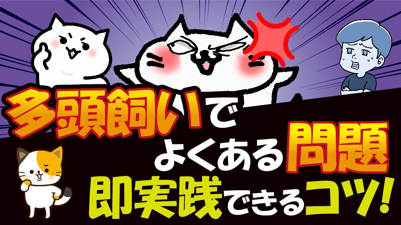 多頭飼いの猫に関するよくある5つのトラブルとその解決策について、Q&A形式で解説