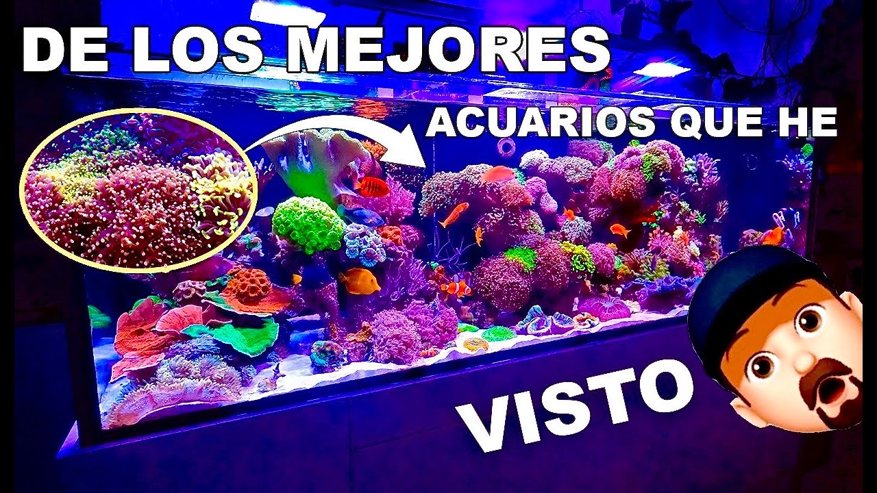 LOS MEJORES ACUARIOS DE MÉXICO Episodio 1 Mauricio