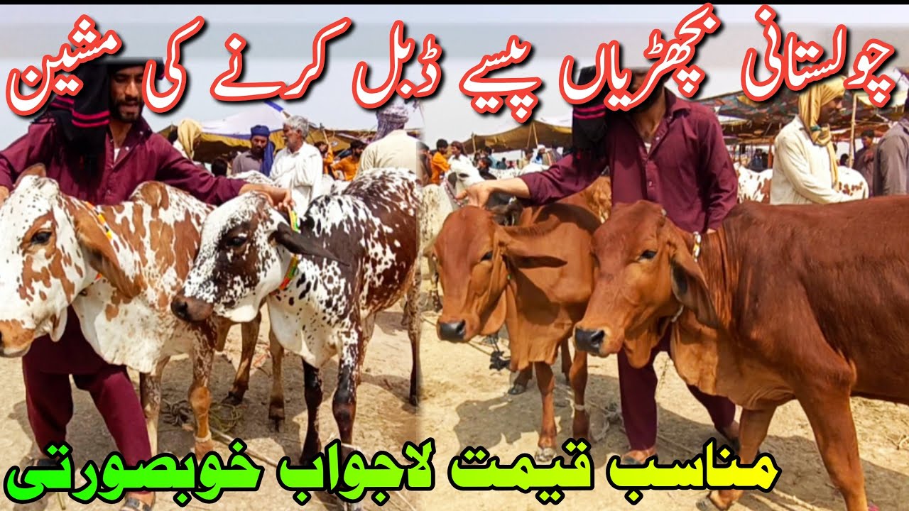 PURE CHOLISTANI SAHIWAL BACHRIAN FOR SALE || Madrassa Mandi Latest Update