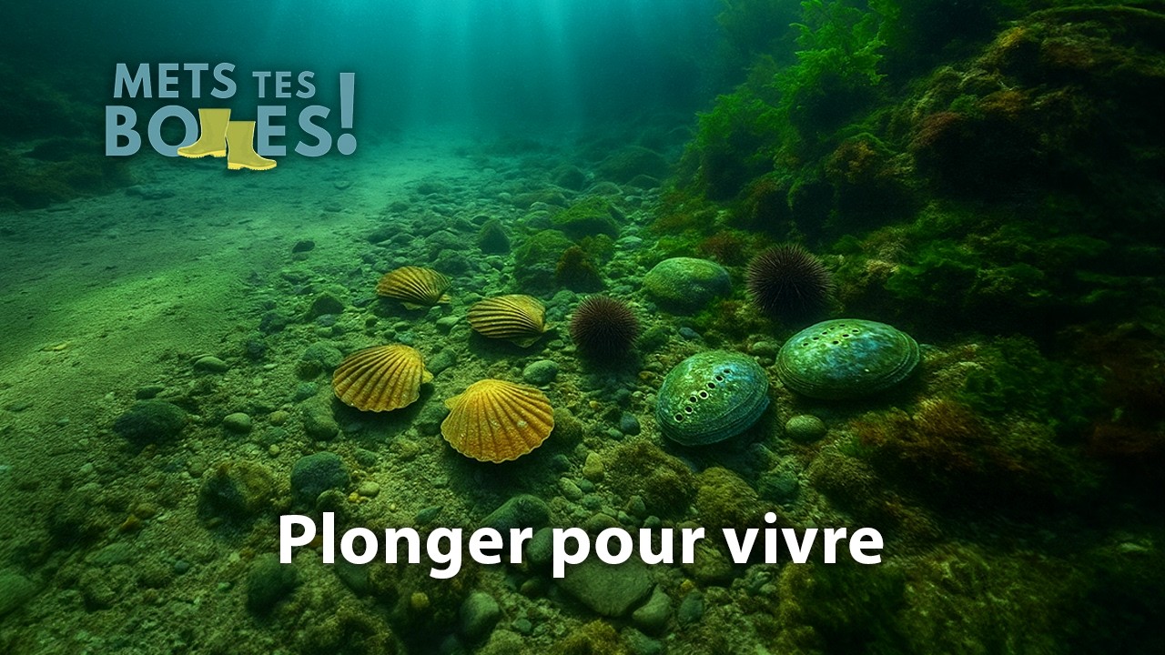 En Bretagne, la pêche en plongée défie les dragues à coquilles