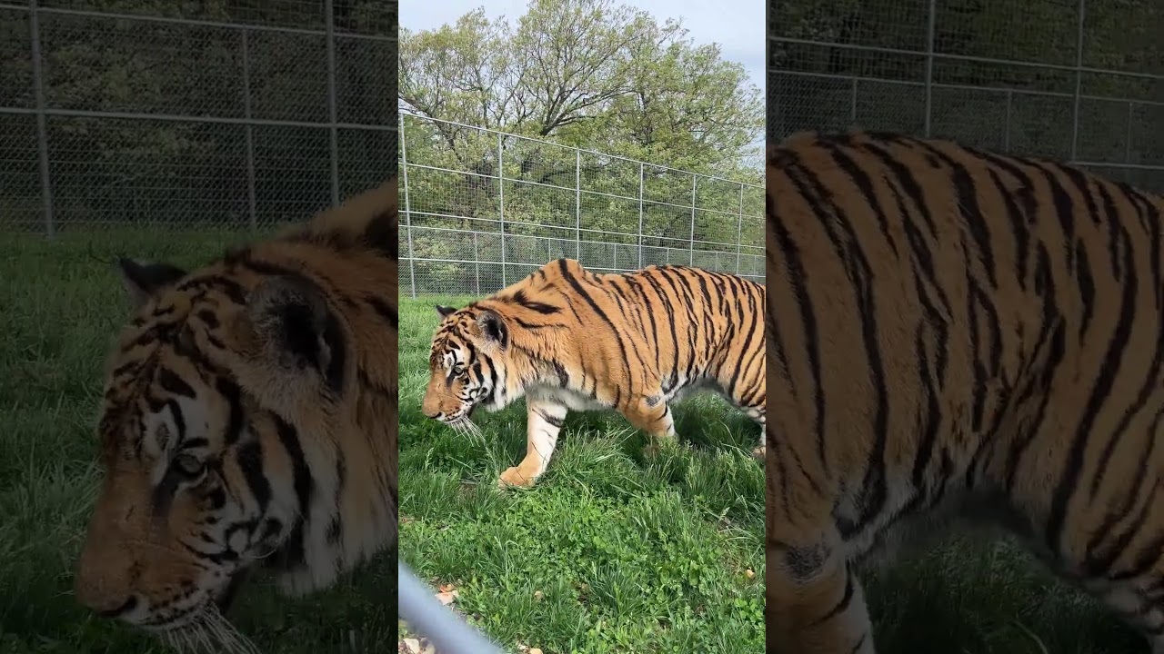 Simba Tiger meanders over to greet staff with happy chuffs.