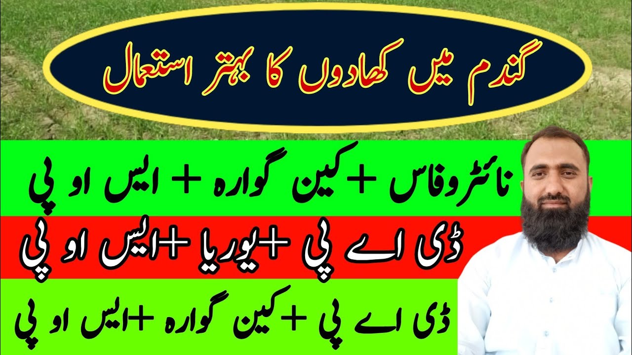 Effective fertilizer plan for wheat crop | How to use Nitrophos in wheat | Bilal Kanju Official