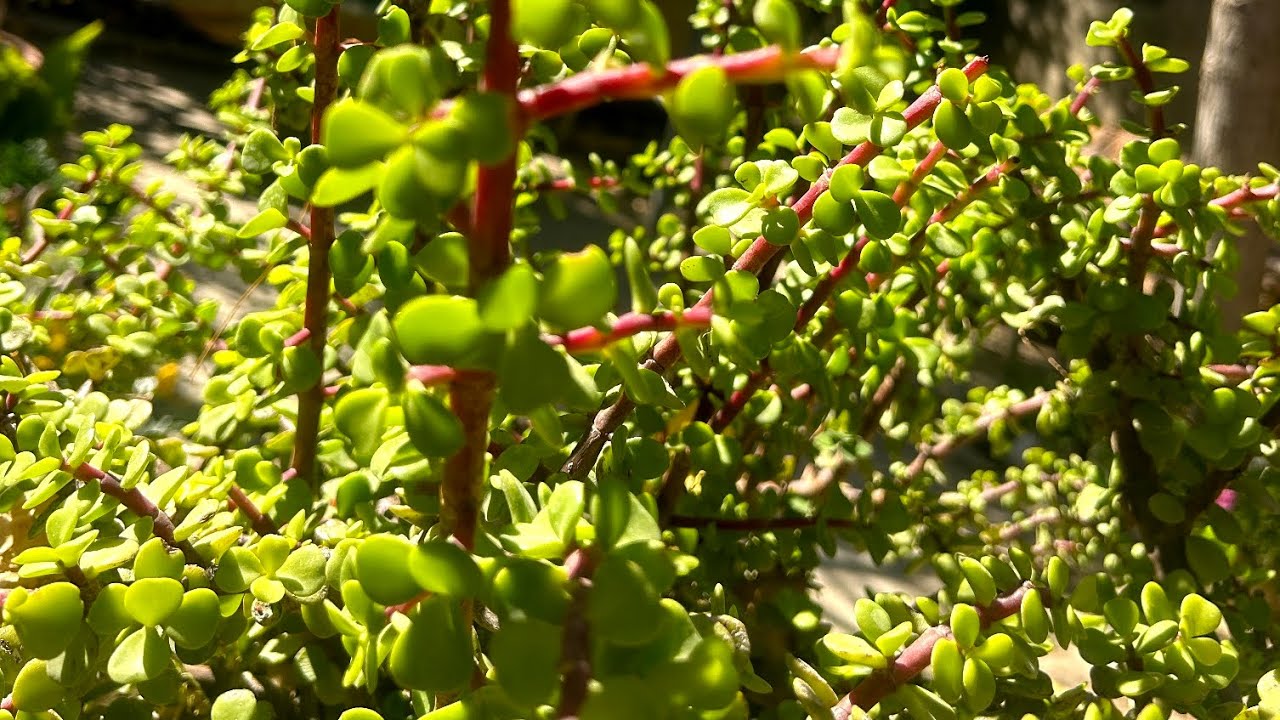 طريقة زراعة نبتة دمعه الطفل بالمنزل بأسهل الطرق وانجحها 🌱
