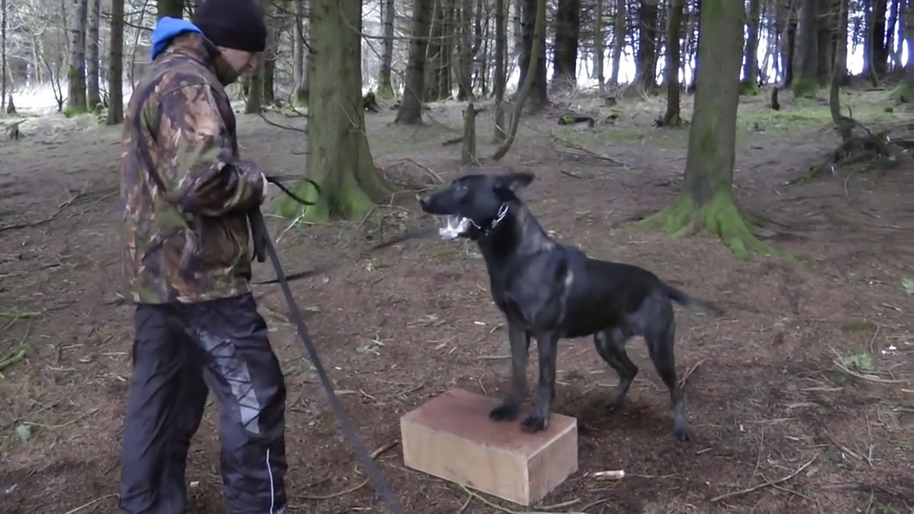 Knpv Box training Dogs 🇮🇪