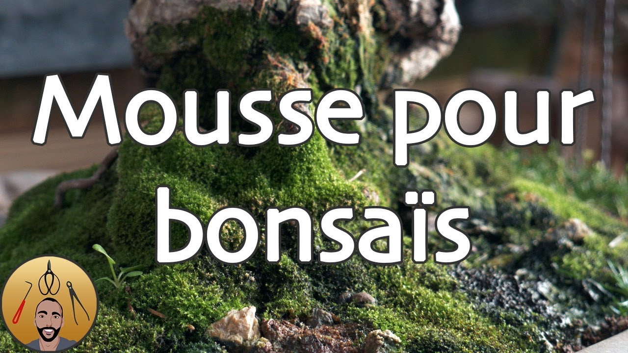 La MOUSSE pour les BONSAÏ 🌳AFDB🌳