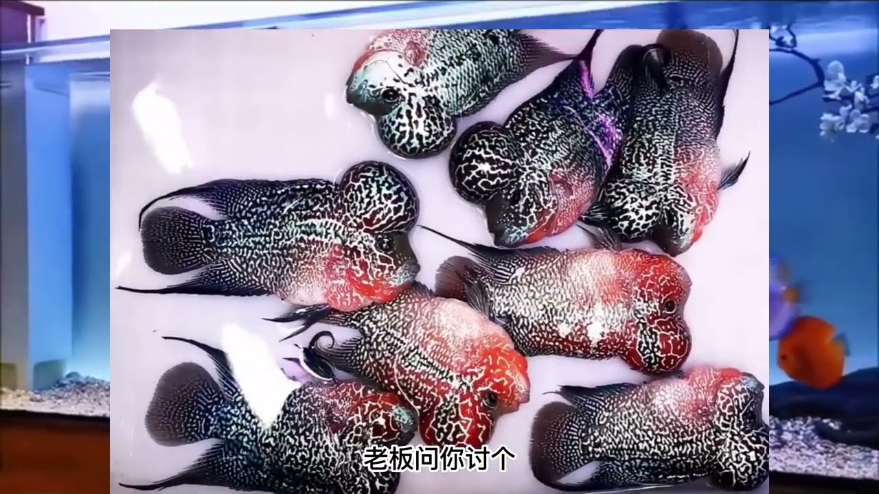 水中大聪明，可以像狗一样养熟的观赏鱼——罗汉鱼 基础讲解，最近价格便宜，天气也适合它，看完可以考虑上手了。